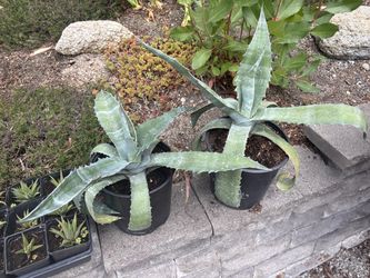 Century Plant