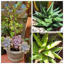 PLANTs: The Gift That Keeps On Giving ❤️ 