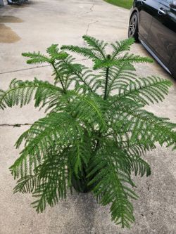 Norfolk Pine
