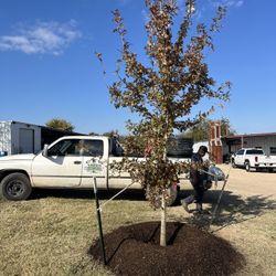 For Sale E&S TREES LLC 