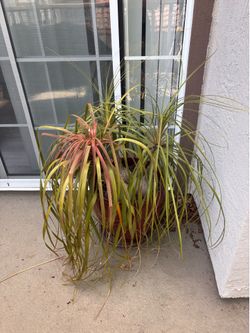 House plants