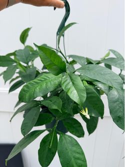 Hoya Shooting Star - 6” pot exact plant