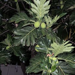 Ulu Breadfruit  $1 Per Pound 