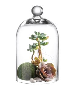 KMwares Clear Glass Display Dome Cloche Bell Jar Tabletop Decorative Case Covered Plants/Food (Medium)