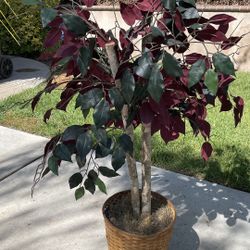 Fake Decorative Plant