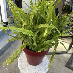 Boston Fern Potted Plant