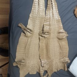 Alligator 🐊 Hides 