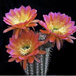 Arrojadoa  Cactus On A Ceramic  Pots