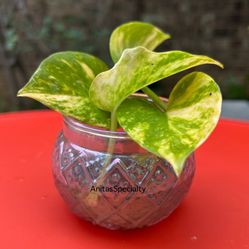 Mothers Day Gifts 