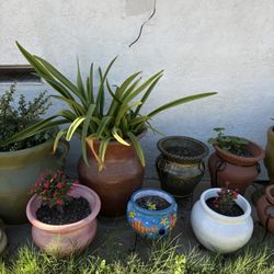 Pots With Plants Different Sizes And Prices The Highest Price $45