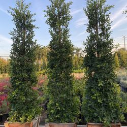Ficus Nitida Indian Laure Privacy Hedge