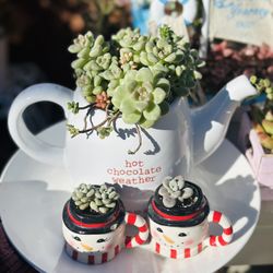 1 Set Of Korean Succulents 