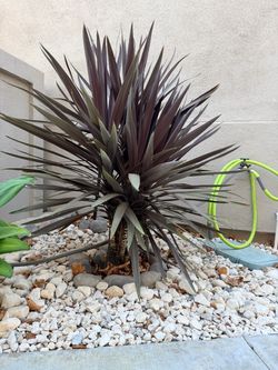 Cordyline Red Star Outdoor Plant