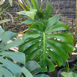 Monstera