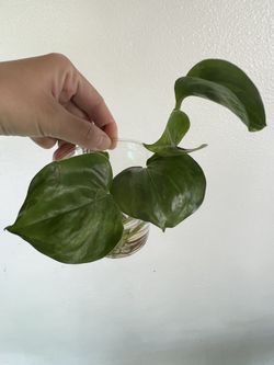 Global Pothos Water Propagation Houseplant