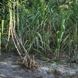 Sugar Cane Plants