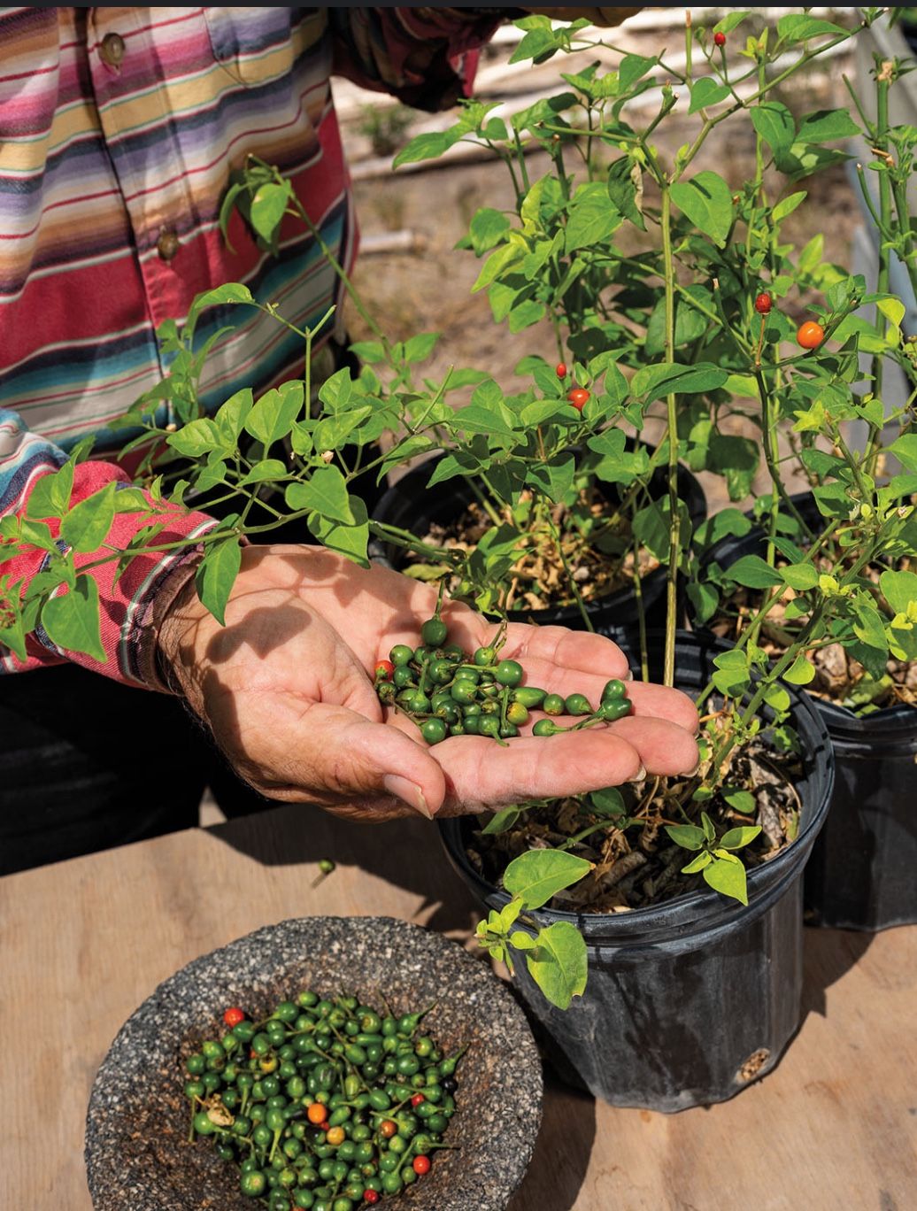 (2) Chile Pequin Plants 