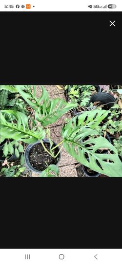 Monstera Alonsonii Vtg Houseplant Landscape plant