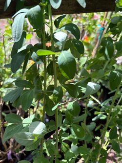 Chipilin plant