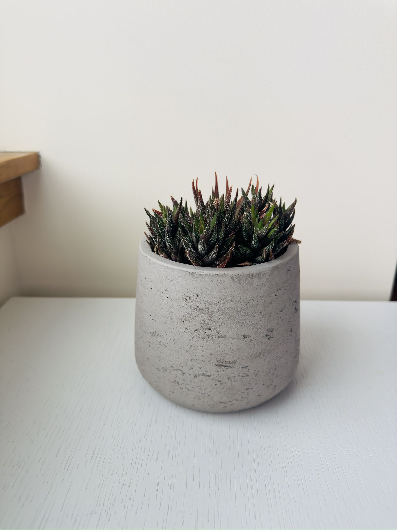 Succulent Plant - with a cement pot