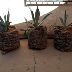 Agave Planted In Palm