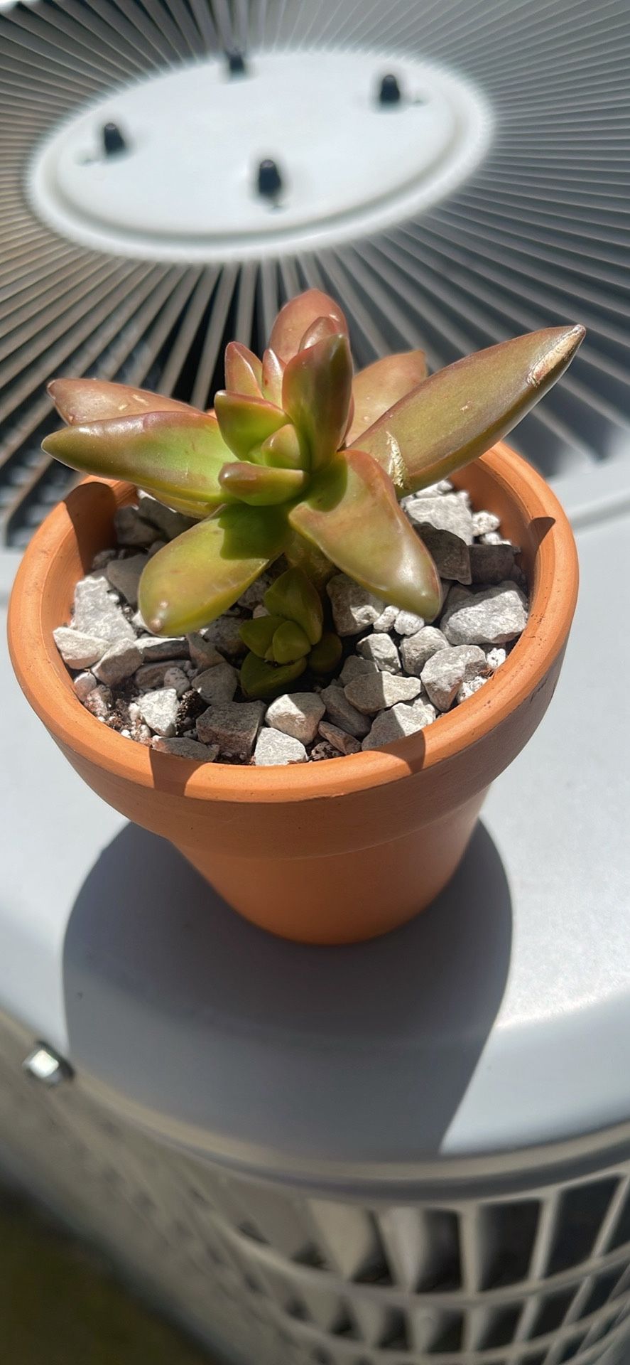 Succulent