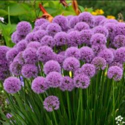 Allium Plant