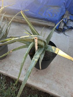 Jumbo Aloe Vera 