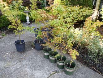 Golden Falls Japanese Maples