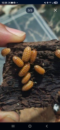 Isopods free