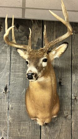 White tail Deer Mount