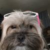 Yogi