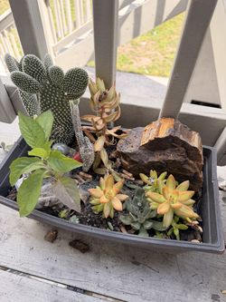 Plants cactus succulents