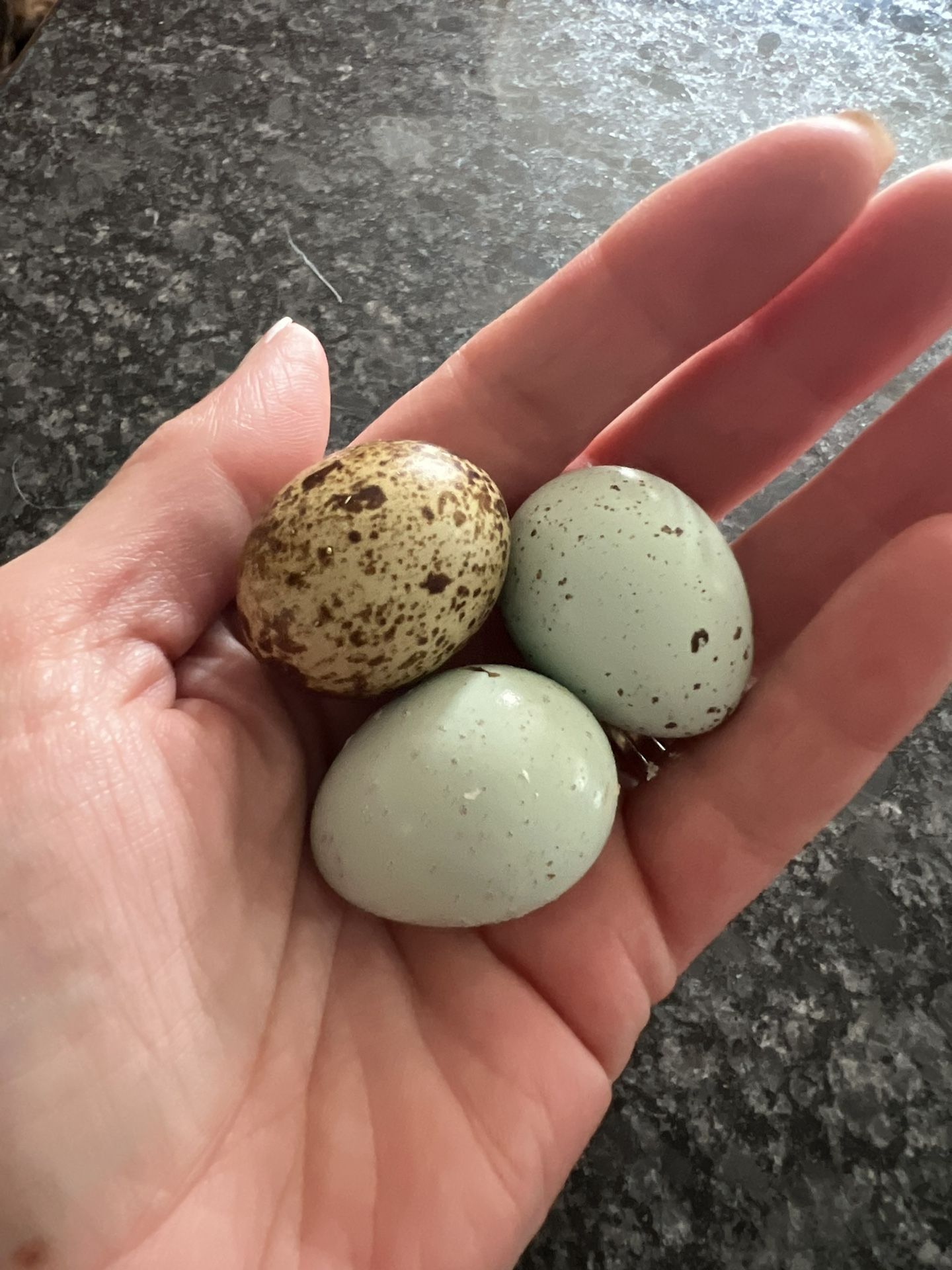 Chicken Eggs