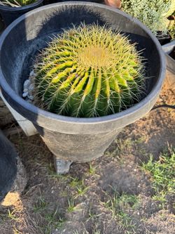 Large Golden Barrel Cactus in Pot