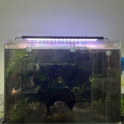 Free 15-gallon Fish Tank And Setup