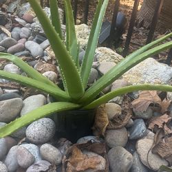 Aloe Plants $5-$10 Each