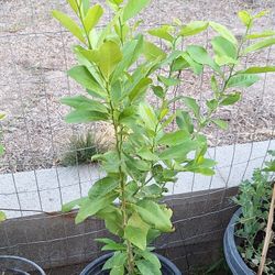 Plants