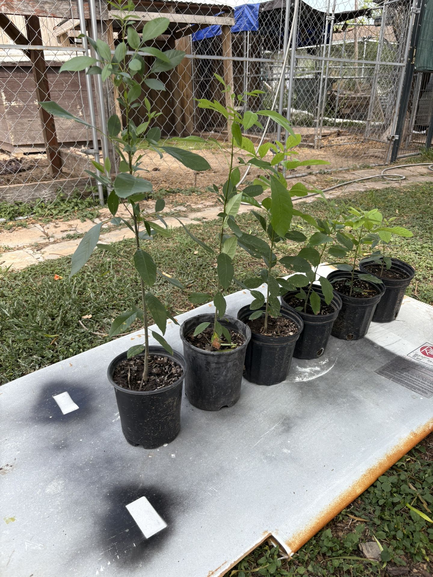 Ash Tree/ Fresno…$5 and $10