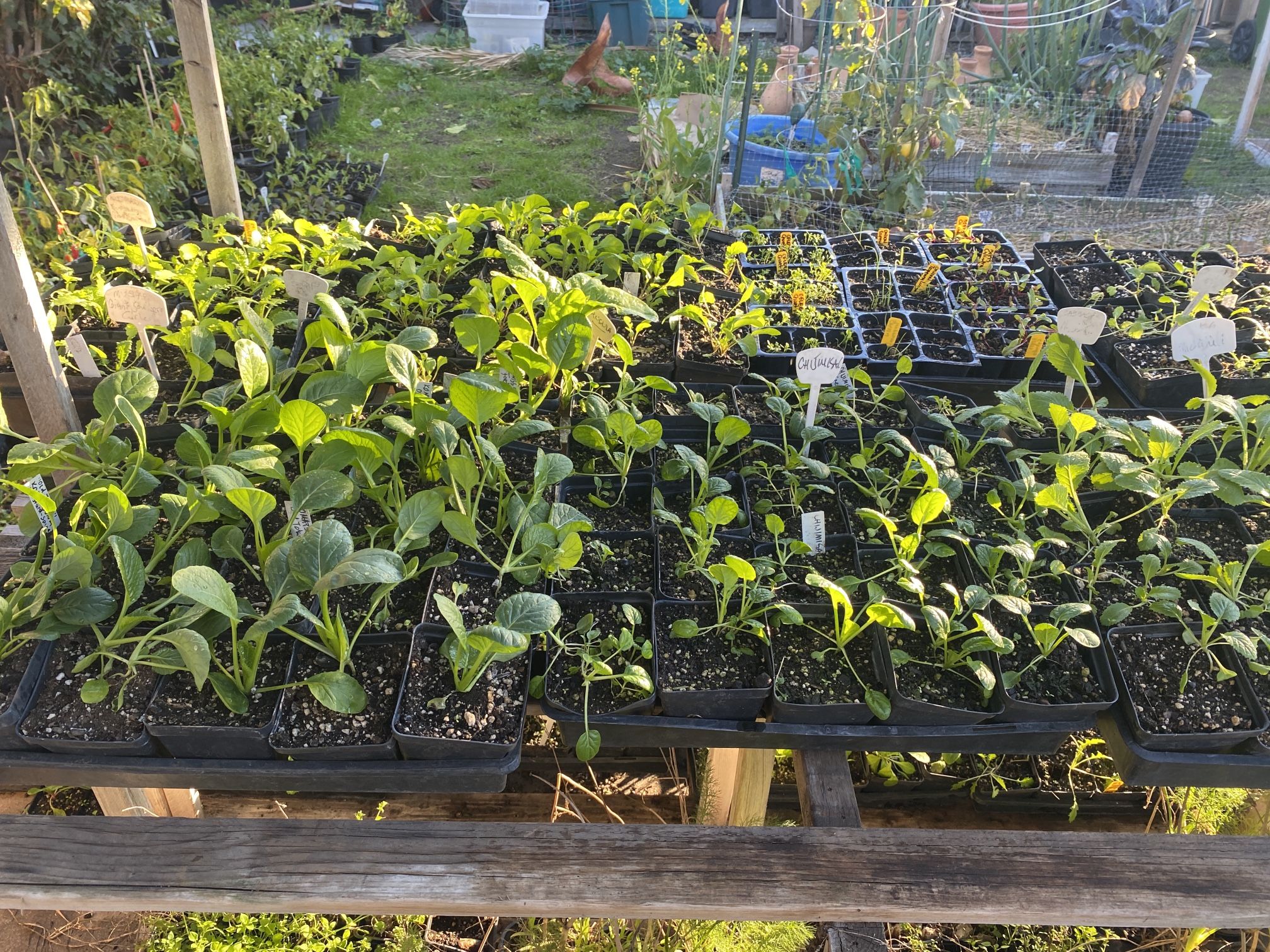 100% Organic Heirloom Winter Veggie Seedlings ready For Sale