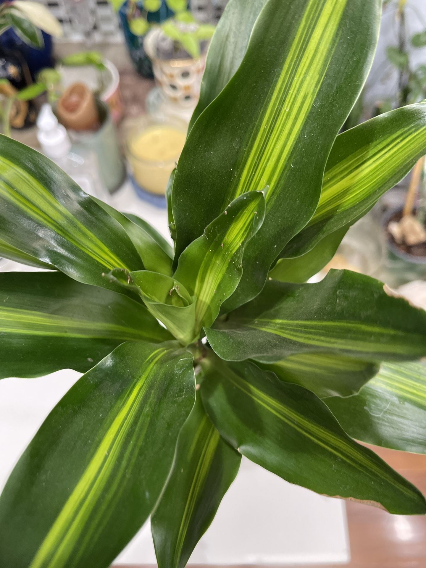 Dracaena Cinthoi Cane In 4 Inches Pot, 16 Inches Tall