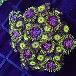 Coral Frags. Insane Colors