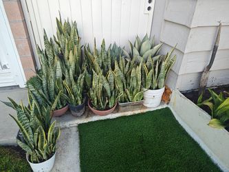 Snake Plants 