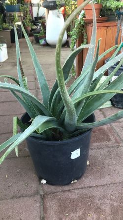 Aloevera Savila