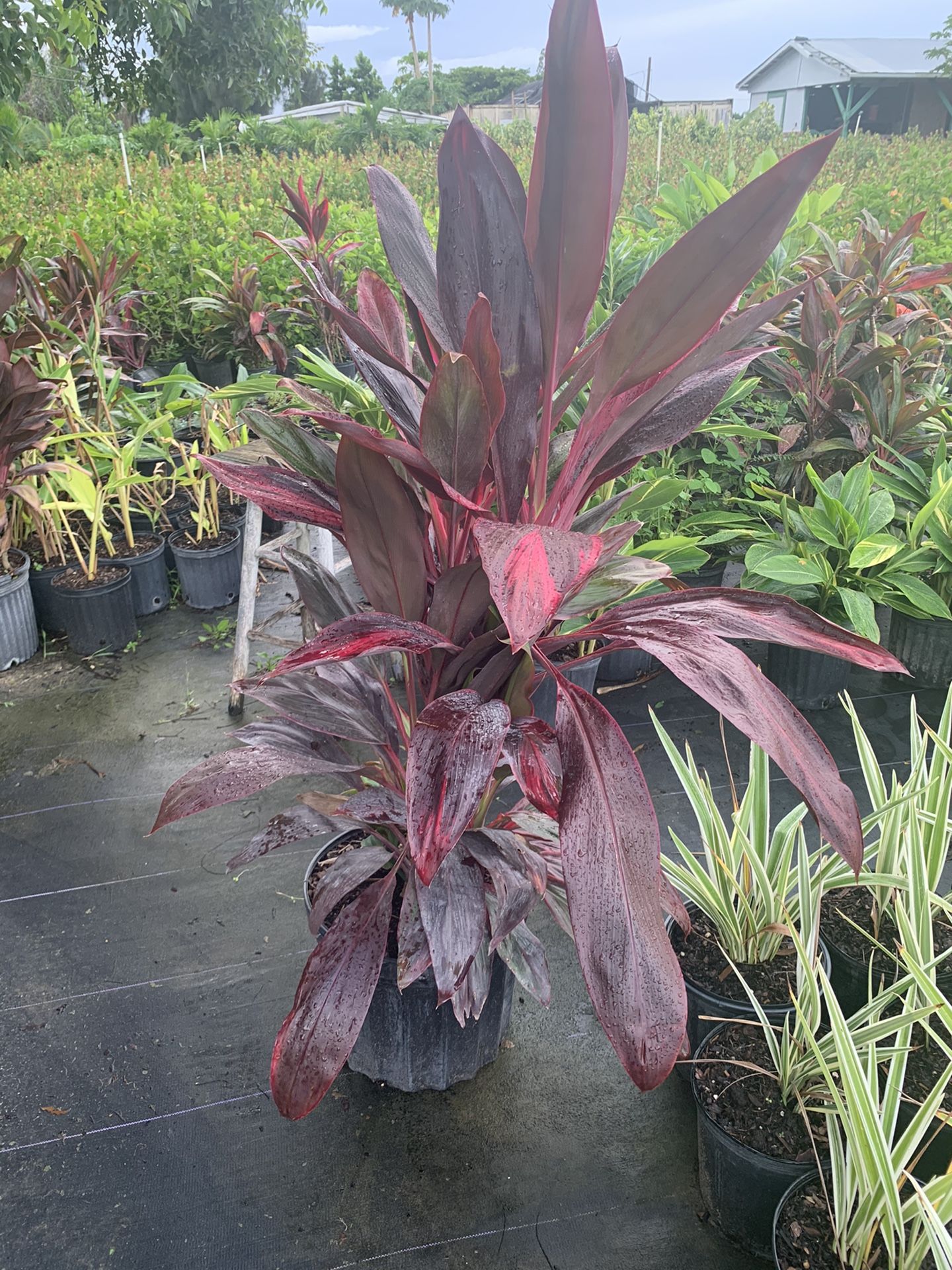 Red Sister Ti Plant ( Cordyline Fruiticosa ) 7g