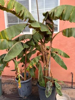Banana trees