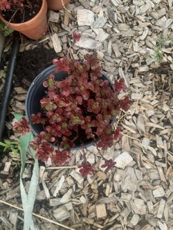 Succulents