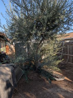 Olive tree