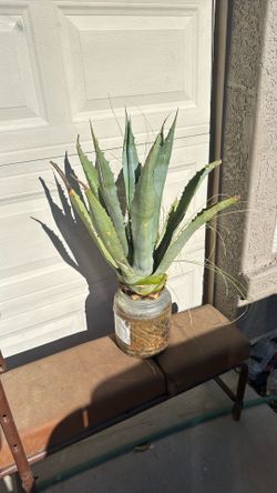 Agave plant 