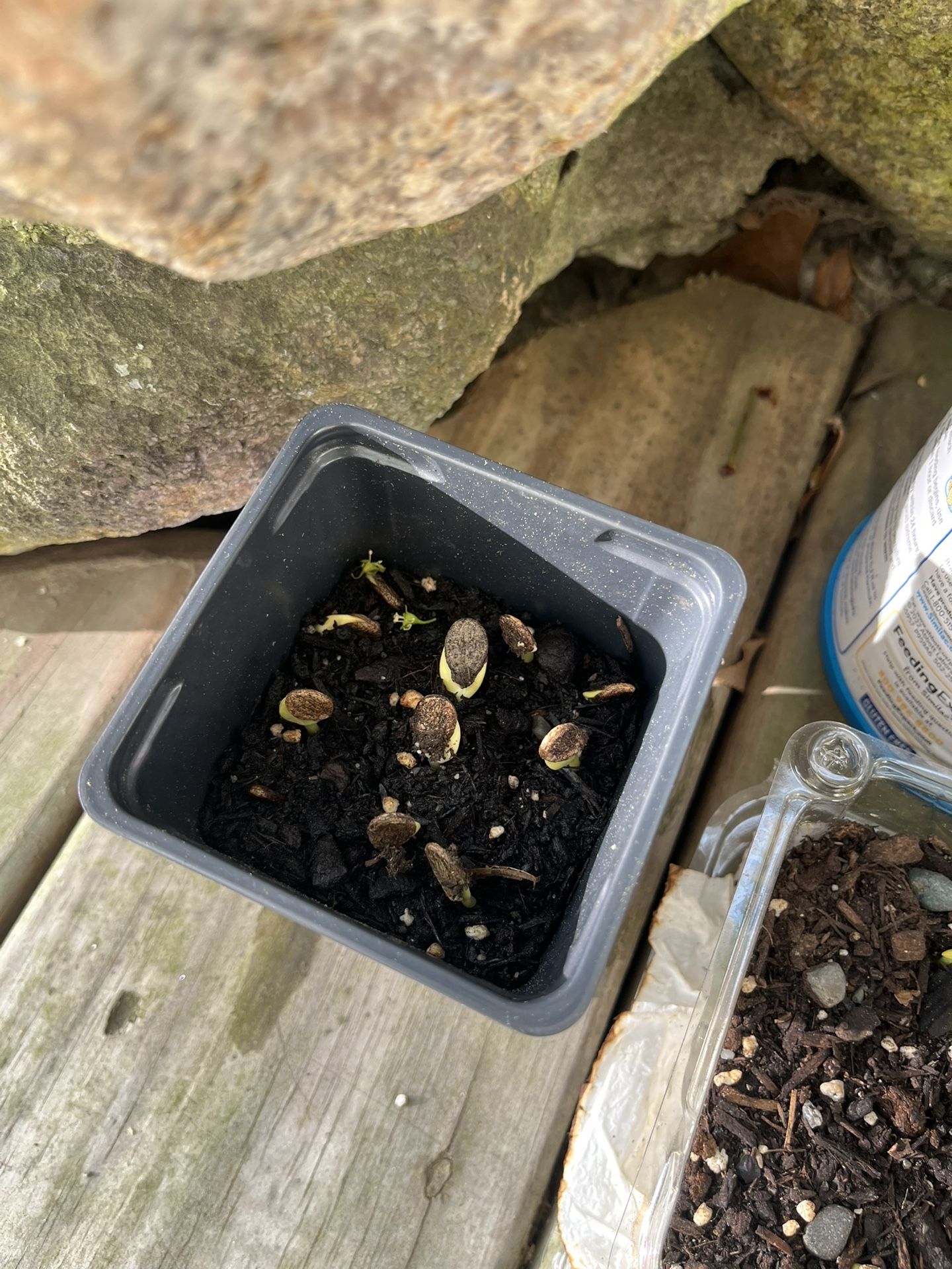 Watermelon Plant